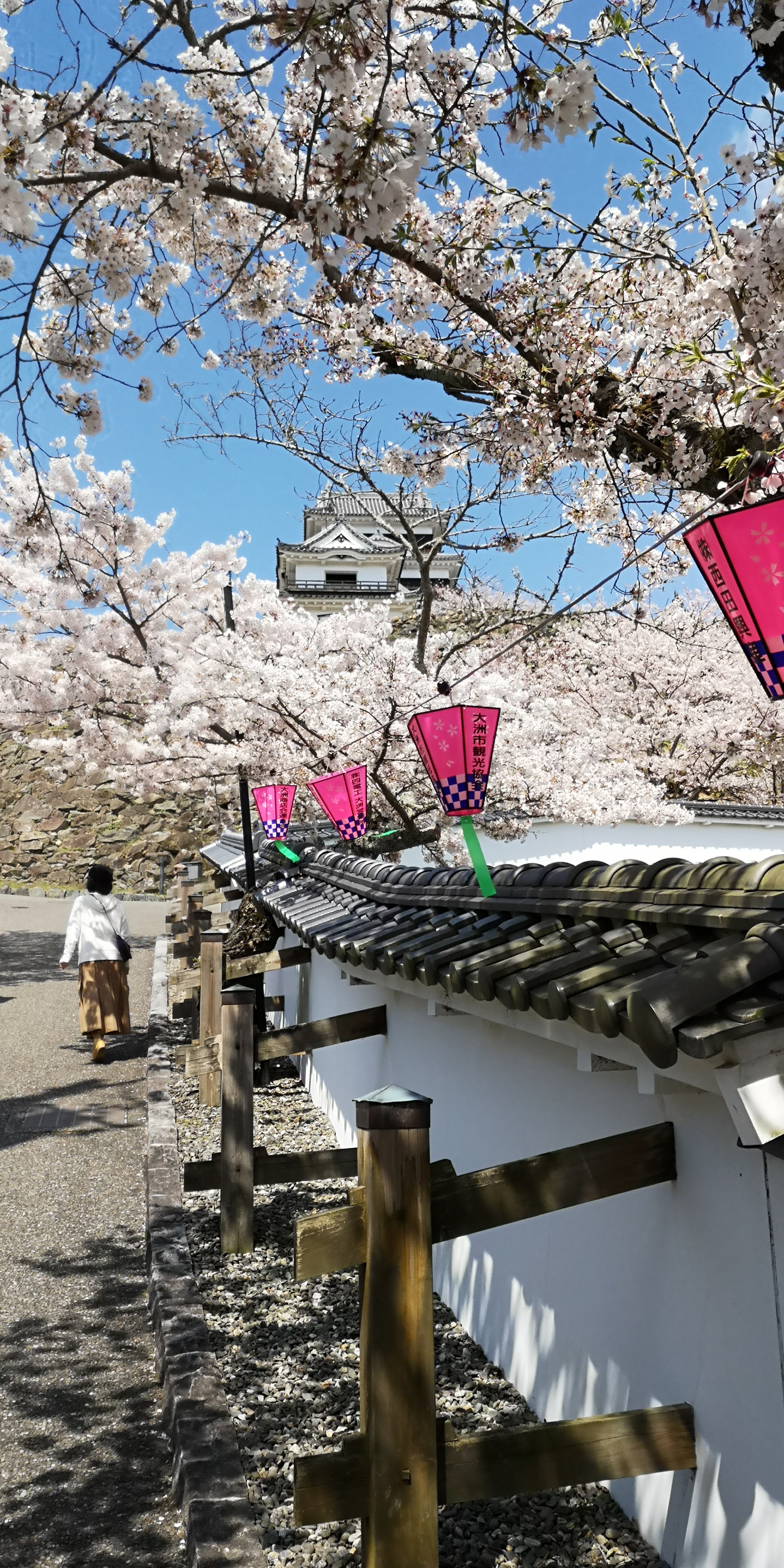 Hanami, fête des cerisiers en fleur au Japon Hanami, fête des cerisiers en fleur au Japon