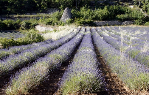 Champ de lavande en Provence dans le Luberon