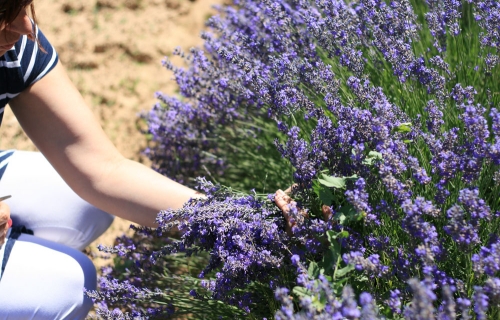 Lavande au jardin en Provence