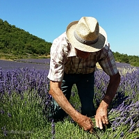 M Guigou père, lavandiculteur dans le Luberon à Apt