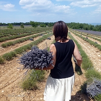 Marie cueille la lavande en Provence