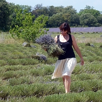 Marie cueille la lavande en Provence