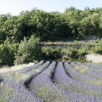 Champ de lavande en Provence dans le Luberon